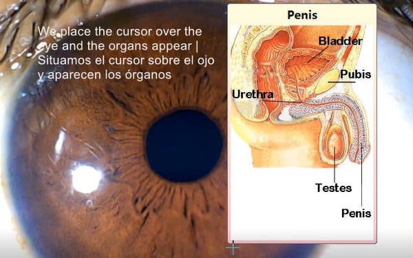 organs in the iriscope iridology 5MP